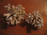 coral... more available