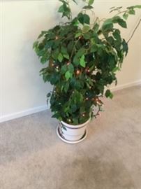 POTTED SILK FICUS