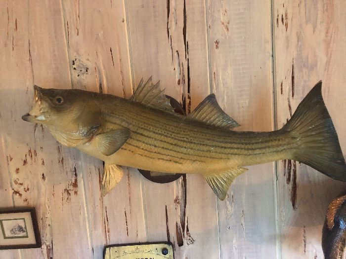 Large mouth Bass Trophy mount
