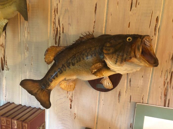 Large mouth  Bass Trophy mount
