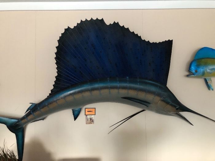 Pacific Sailfish