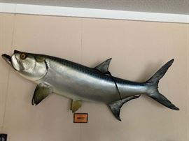 Tarpon