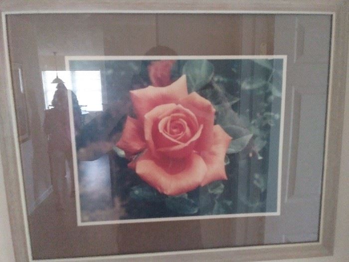 photo of prize-winning roses