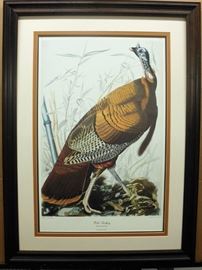 Wild Turkey by John Audubon