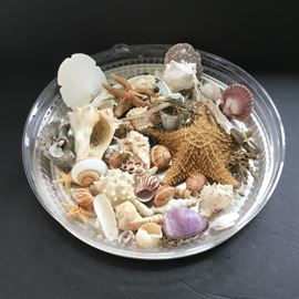Tray of Assorted Sea Shells       https://ctbids.com/#!/description/share/33118