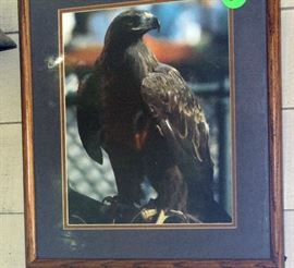 War Eagle framed and has non-glare glass.