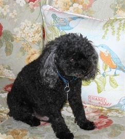 Smokey the boss of the estate sale.