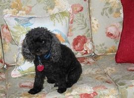 Smokey telling me he is ready to meet all you folks.