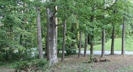 A side view of the front yard.