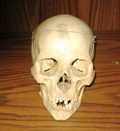 33 dental skull
