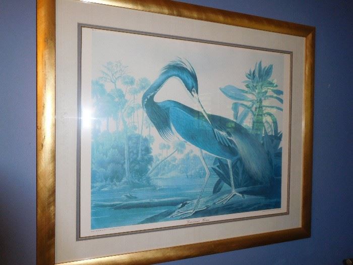 Audubon print