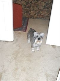 Bentley is waiting for you to come to the sale!