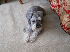 Bentley is still waiting and can't wait to see you!