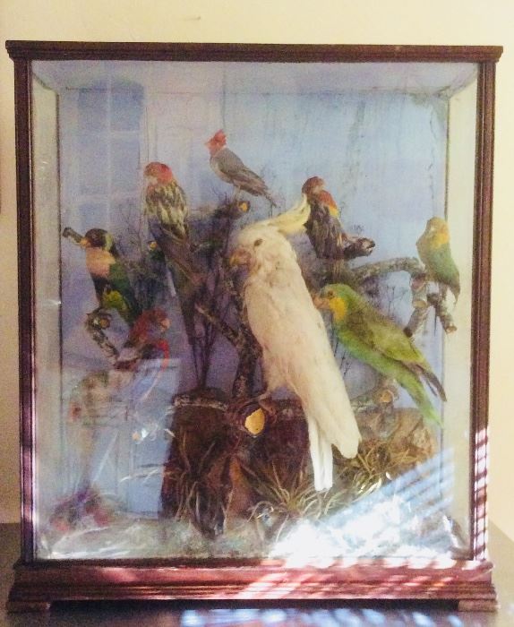 Antique VICTORIAN DIORAMA Bird Collection