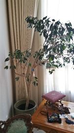 large ficus tree, doing ok but needs love.  the downsizing has affected it's mood and it needs a forever home....