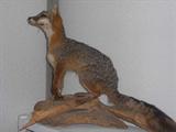 TAXIDERMY FOX