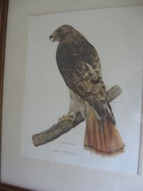 Limited edition Red Hawk by James Mitchell