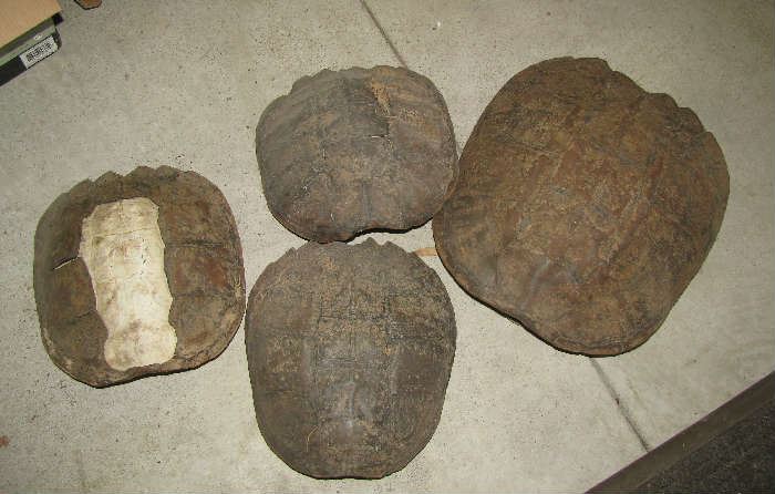 Turtle shells