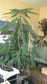 Large potted evergreen tree
