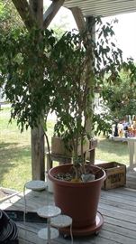 Large potted ficus tree