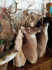 Hunting and Fishing Trophies. Mounted Deer Heads. Deer Heads.