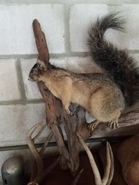 Stuffed Squirrel, Mounted Hunting Trophy