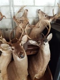 Deer Heads