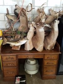 Hunting and Fishing Trophies, vintage oak roll top desk