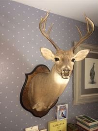 The nicest of the three  8 pt bucks