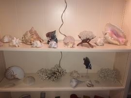 Some nice shells in this sale