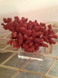 Gorgeous coral ebay