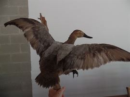 Taxidermy duck