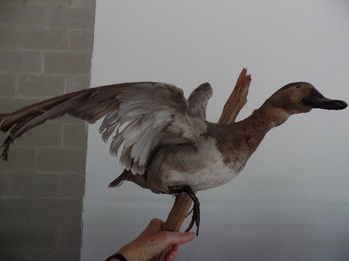 Taxidermy mounted duck