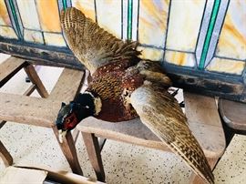 Taxidermy Ringneck Pheasant 
