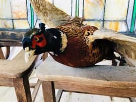 Taxidermy Ringneck Pheasant 