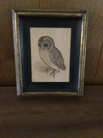 Albrecht Durer “The Little Owl” 1508 