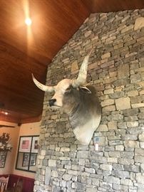 Lot 62: Longhorn Bull Shoulder Mount