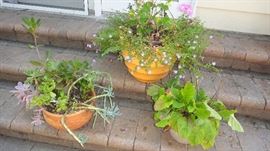 Flowers, Succulents, 