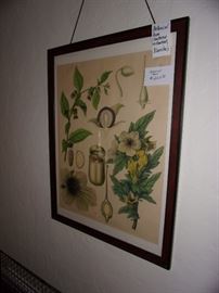 Botanical Prints From Blanche’s Restaurant