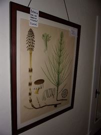 Botanical Prints From Blanche’s Restaurant