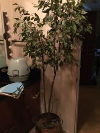 Ficus tree