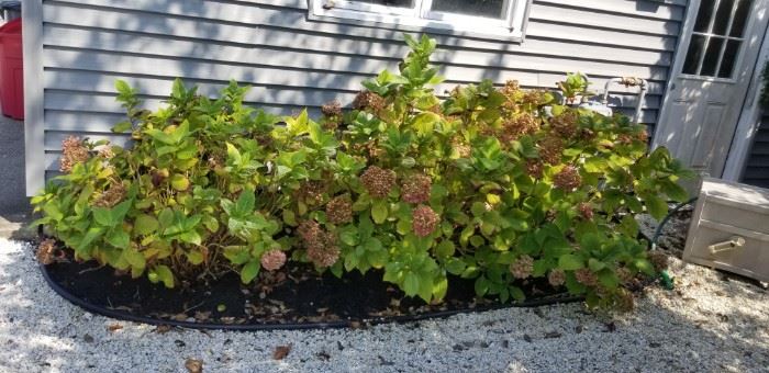 Hydrangeas and other shrubs and plants