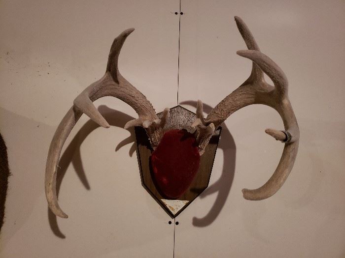 Deer Antler Mount.  To Bid on this Item:  https://ctbids.com/#!/description/share/38249