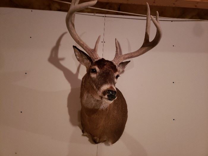Whitetail Deer Head Taxidermy Mounted.  To Bid on this Item:  https://ctbids.com/#!/description/share/38014