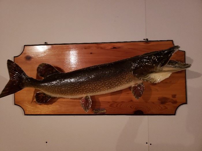 Northern Pike Mount.  To Bid on this Item:  https://ctbids.com/#!/description/share/38238