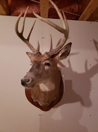 Whitetail Deer Head Taxidermy Mounted.  To Bid on this Item:   https://ctbids.com/#!/description/share/38070