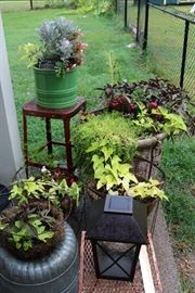 SO MANY PLANTS!