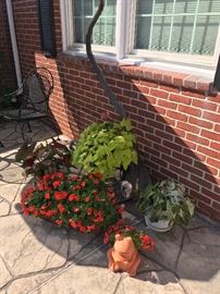 Outdoor potted plants~Driftwood