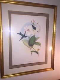 Second of pair of  Gould lithographs--fine!