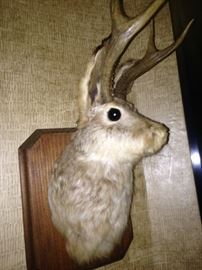 The "Bighorn Rabbit"